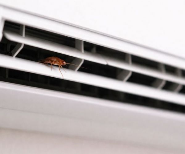 冷氣出風口跑出蟑螂？真正原因與防治方法